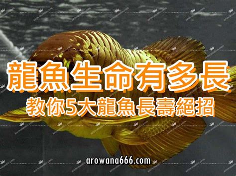 龍魚擋災|龍魚真能擋災麼？聽聽魚友的親身經歷